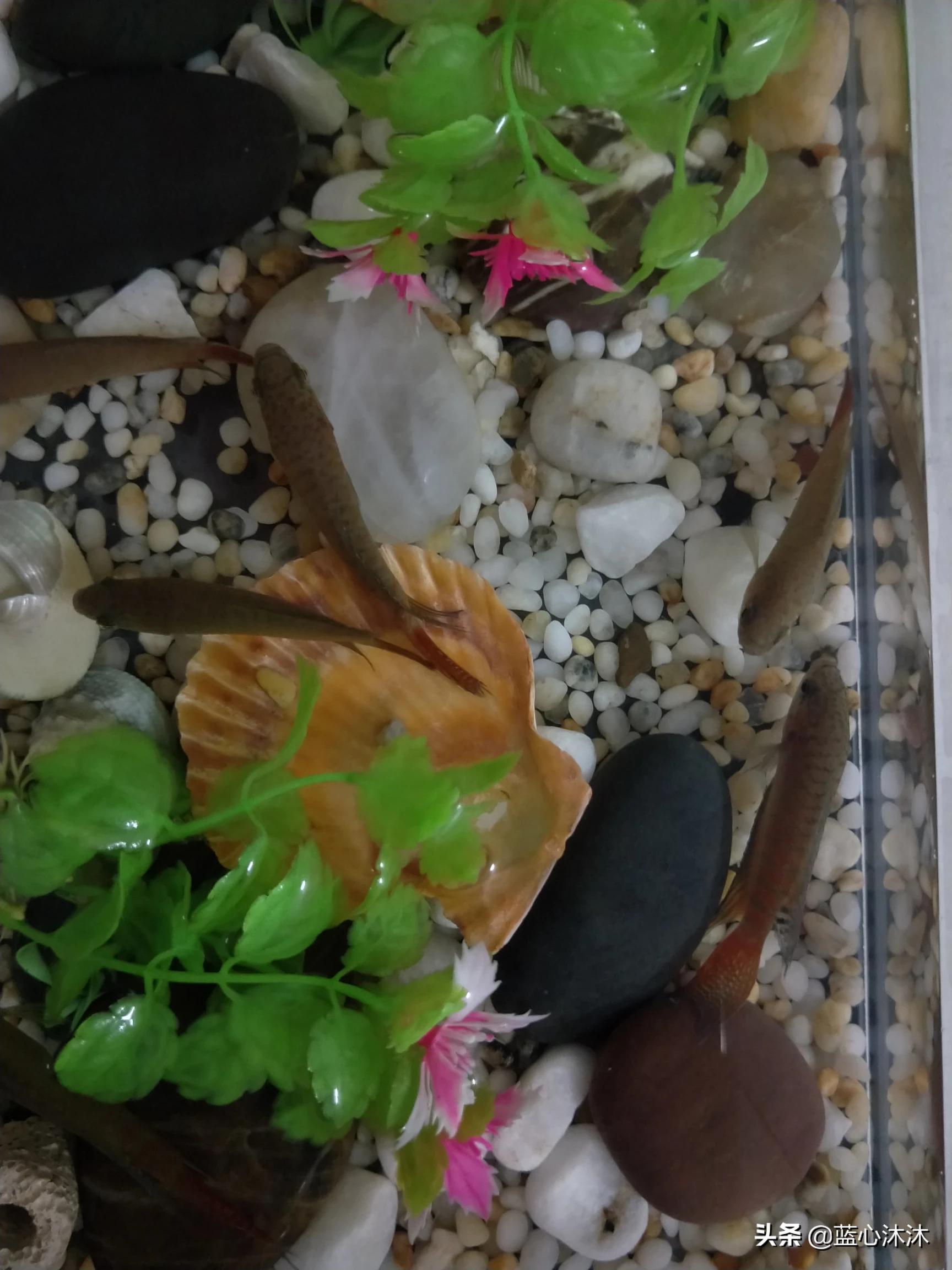 家养鱼死了预示什么,宠物鱼死亡是什么原因