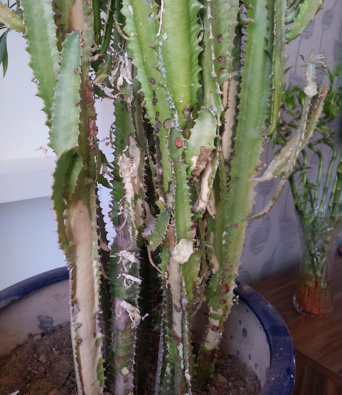 一年四季不死的十种花水养,浇水过多死的植物