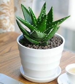 养护芦荟做到这几点,你的芦荟照样可以开出漂亮的花朵!