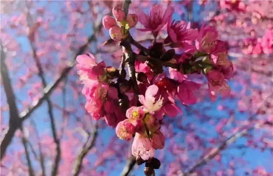昆明最火网红打卡景点免费的,昆明最近的值得打卡的景点
