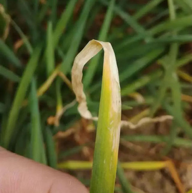 韭菜移栽后干尖发黄怎么回事,刚栽韭菜干尖是怎么回事