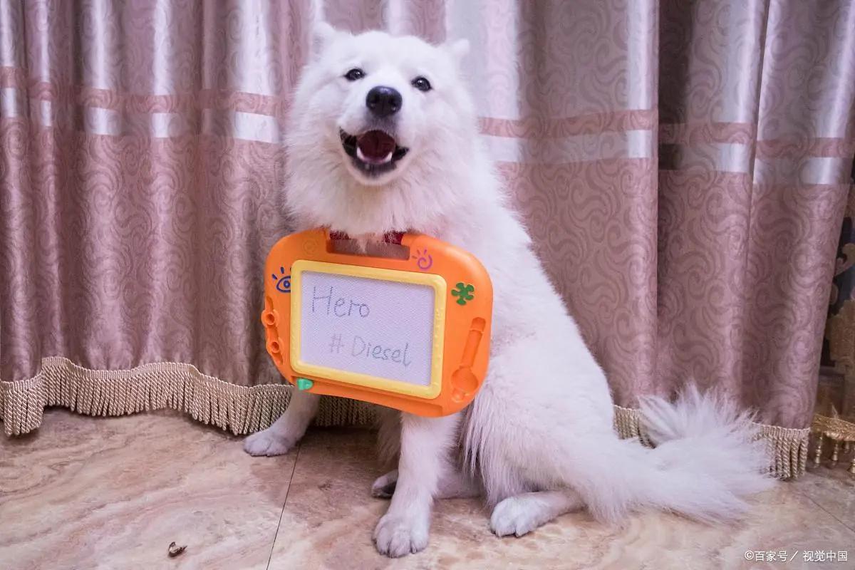 关于萨摩耶你不知道的冷知识