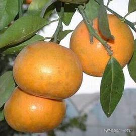 漳州南靖县8大推荐美食,漳州美食南靖县