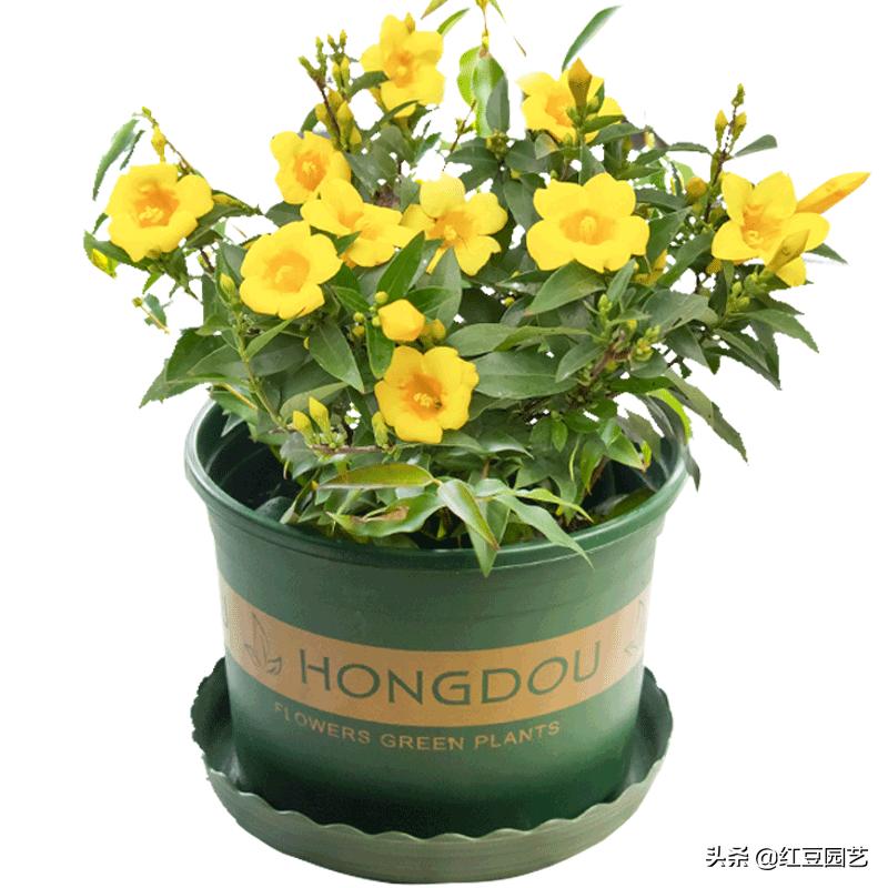 法国香水茉莉是法国的吗,法国香水茉莉开花什么味道