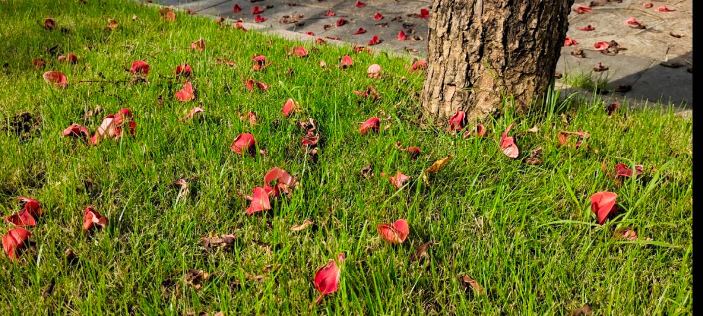 珠海井岸黄楊河湿地公园,20200927