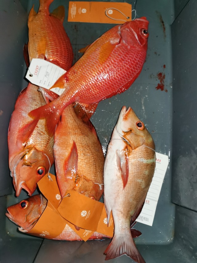 马累市区周边浮潜,马累本岛浮潜