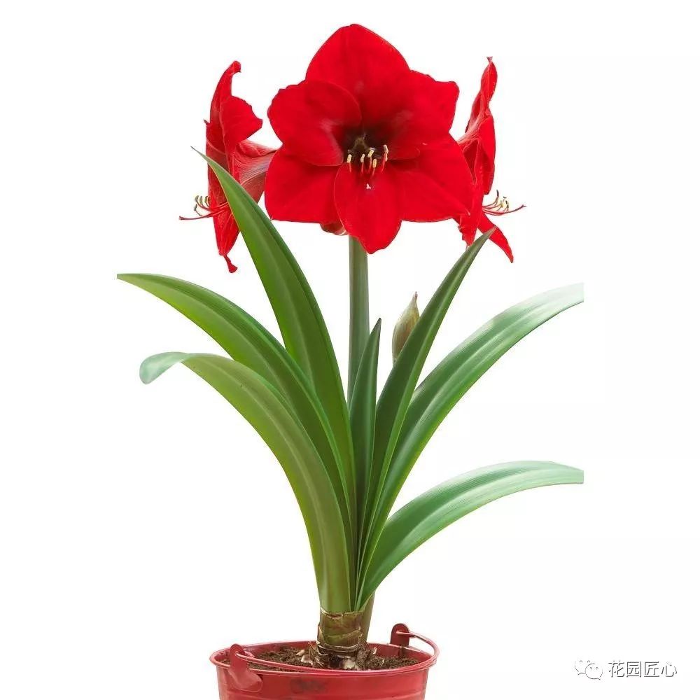 朱顶红为什么老是烂球,怎么才能让朱顶红不生小球