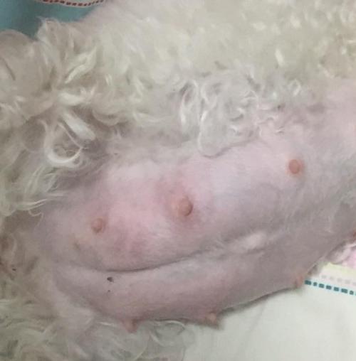 狗狗临产前一天,狗狗在临产前离家出走