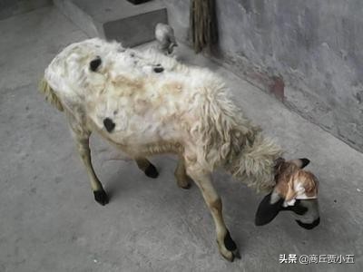 羊寄生虫预防措施,羊寄生虫怎么治