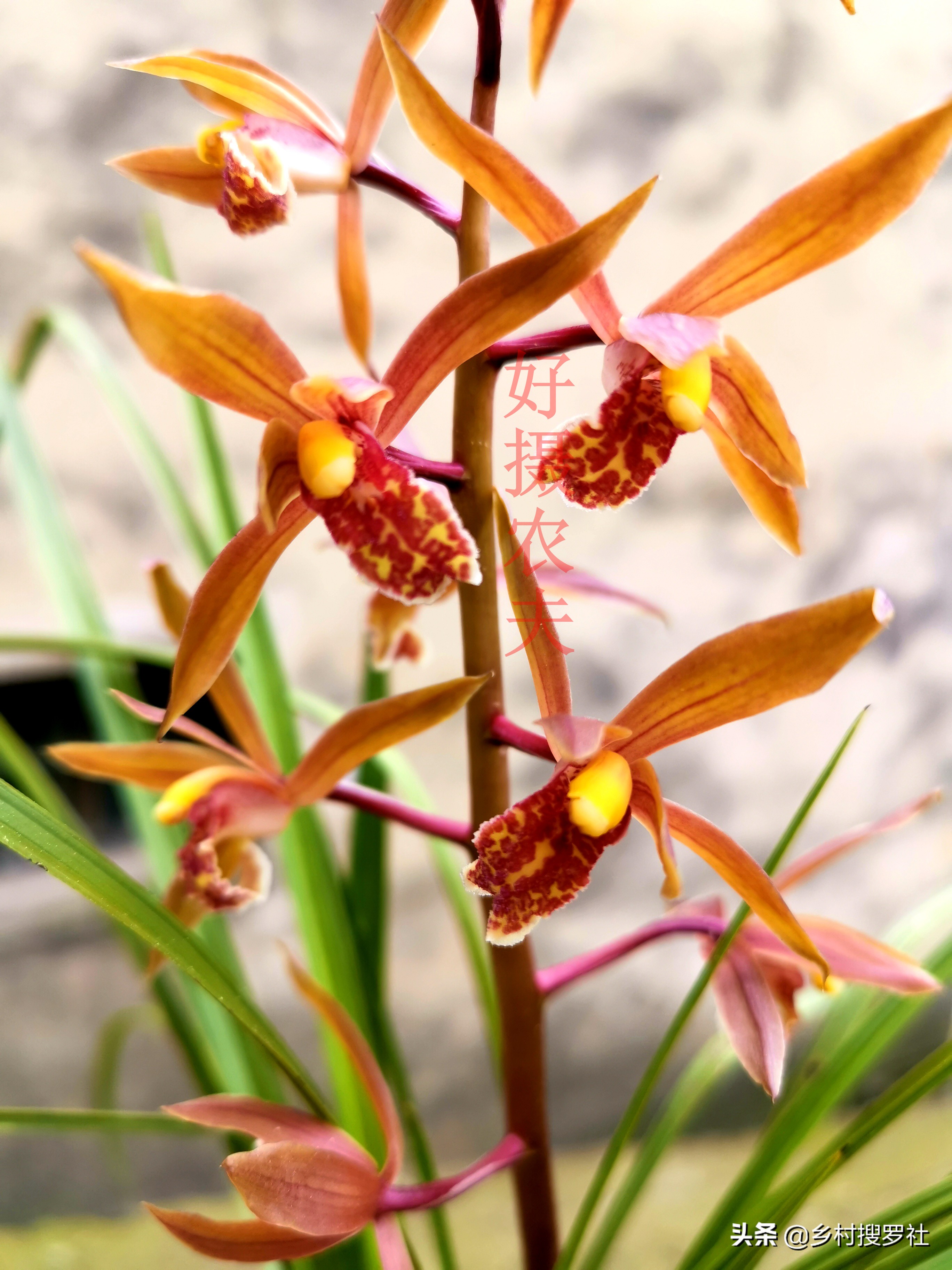 梅花和牡丹哪一个适合当作国花,梅花牡丹哪个作为国花