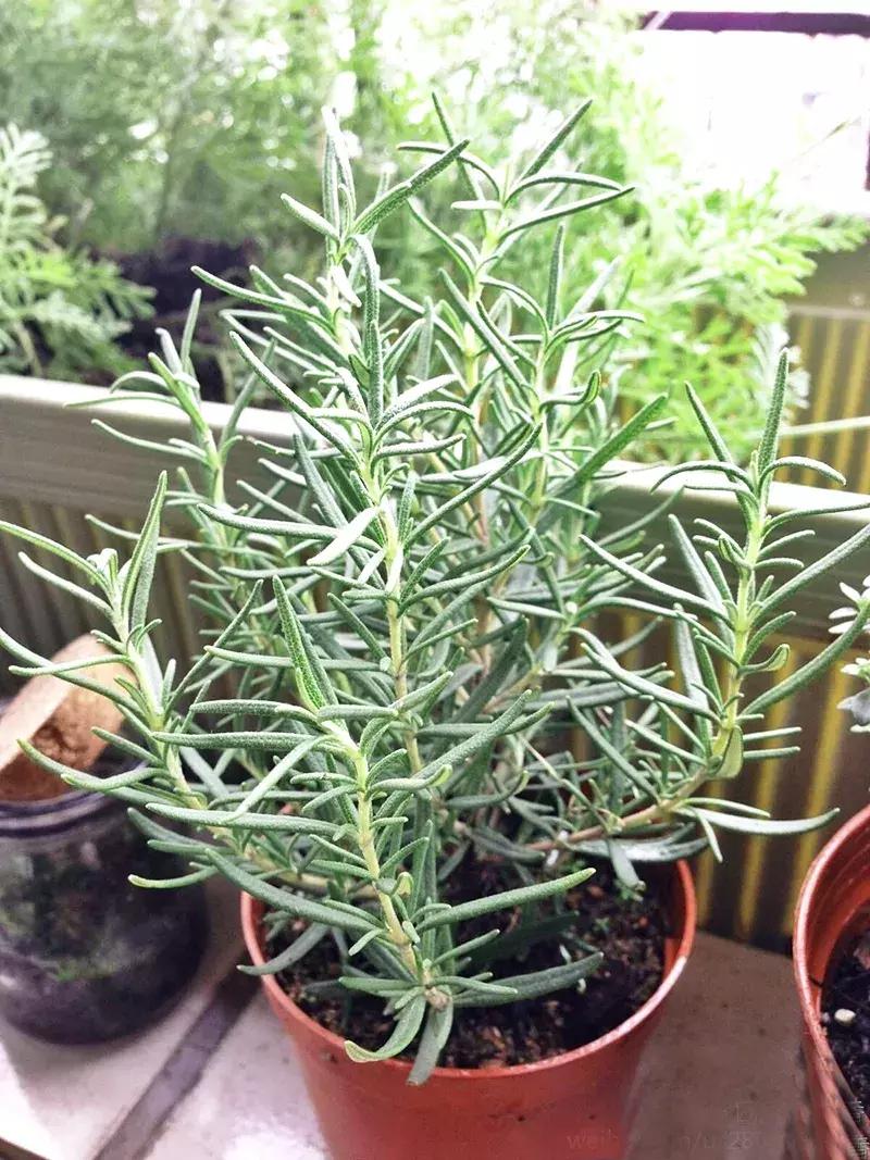 可以调味增香的蔬菜,让你越吃越香的蔬菜