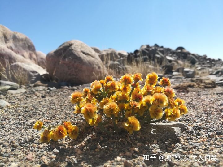 哈密戈壁之花图片,戈壁之花