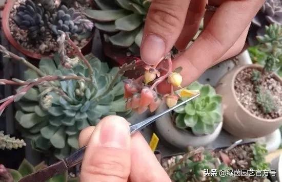 多肉开花怎么办呢,多肉开花的原因和解决方法