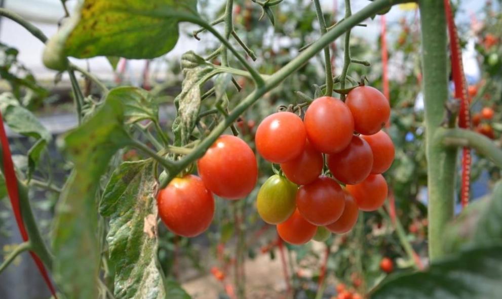 小番茄只长高不结果怎么办,开花期的小番茄要怎么养