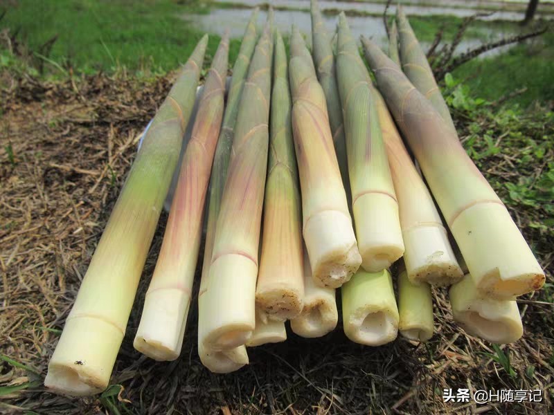 多汁竹笋,又脆又嫩的竹笋