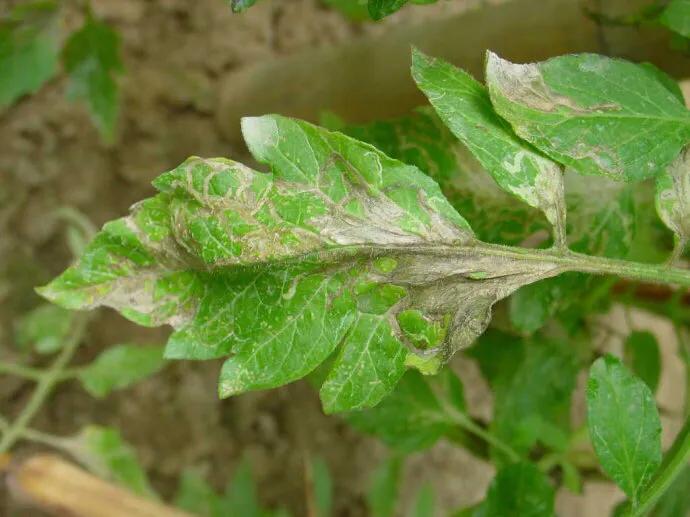 番茄叶片向下扭曲翻转,大棚番茄最高承受的温度