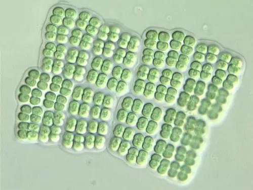 水产养殖藻类老化是怎样的,水产养殖显微镜下各种藻类