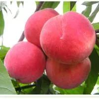 水蜜桃的作用和功效,水蜜桃的作用与好处