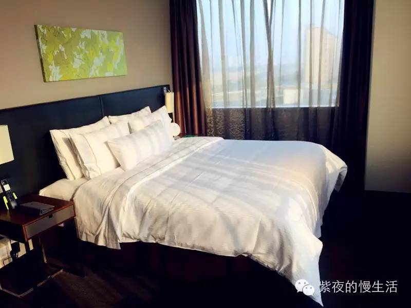 苏州带宠物去的古镇,苏州小众宠物乐园推荐