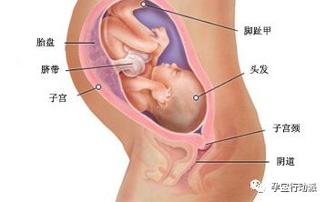 ​孕期周刊  第三十二周