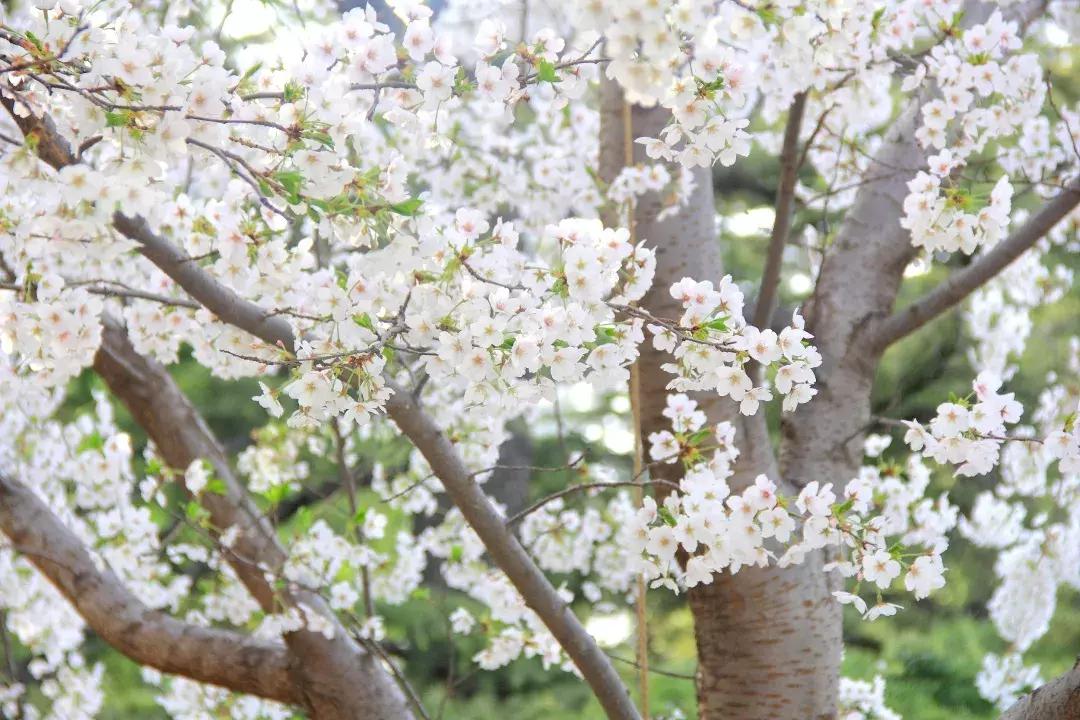 最美的花送给大家共赏,最美的花送给大家观赏