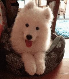 别再说笼养狗狗不好了,小恶魔萨摩耶