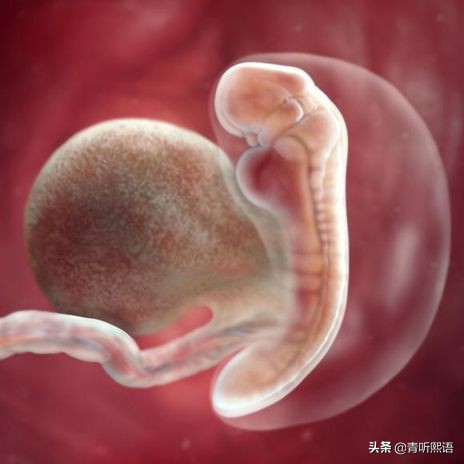 产检时间有什么讲究？医生从胚胎1周到40周成长史来解释原因。