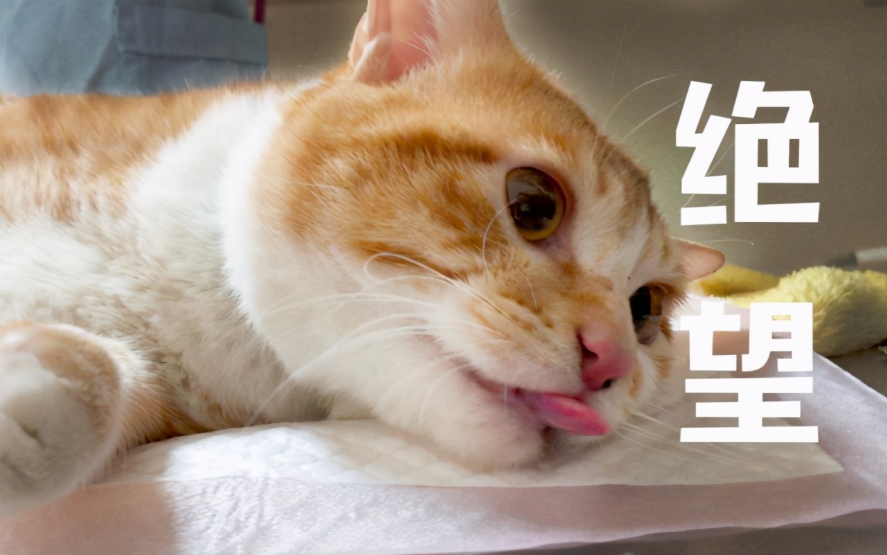 杭州绝育宠物医院排行,惠州瑞派宠物医院绝育靠谱吗