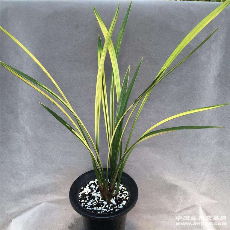 十大天价兰花价格,天价兰花品种及价格