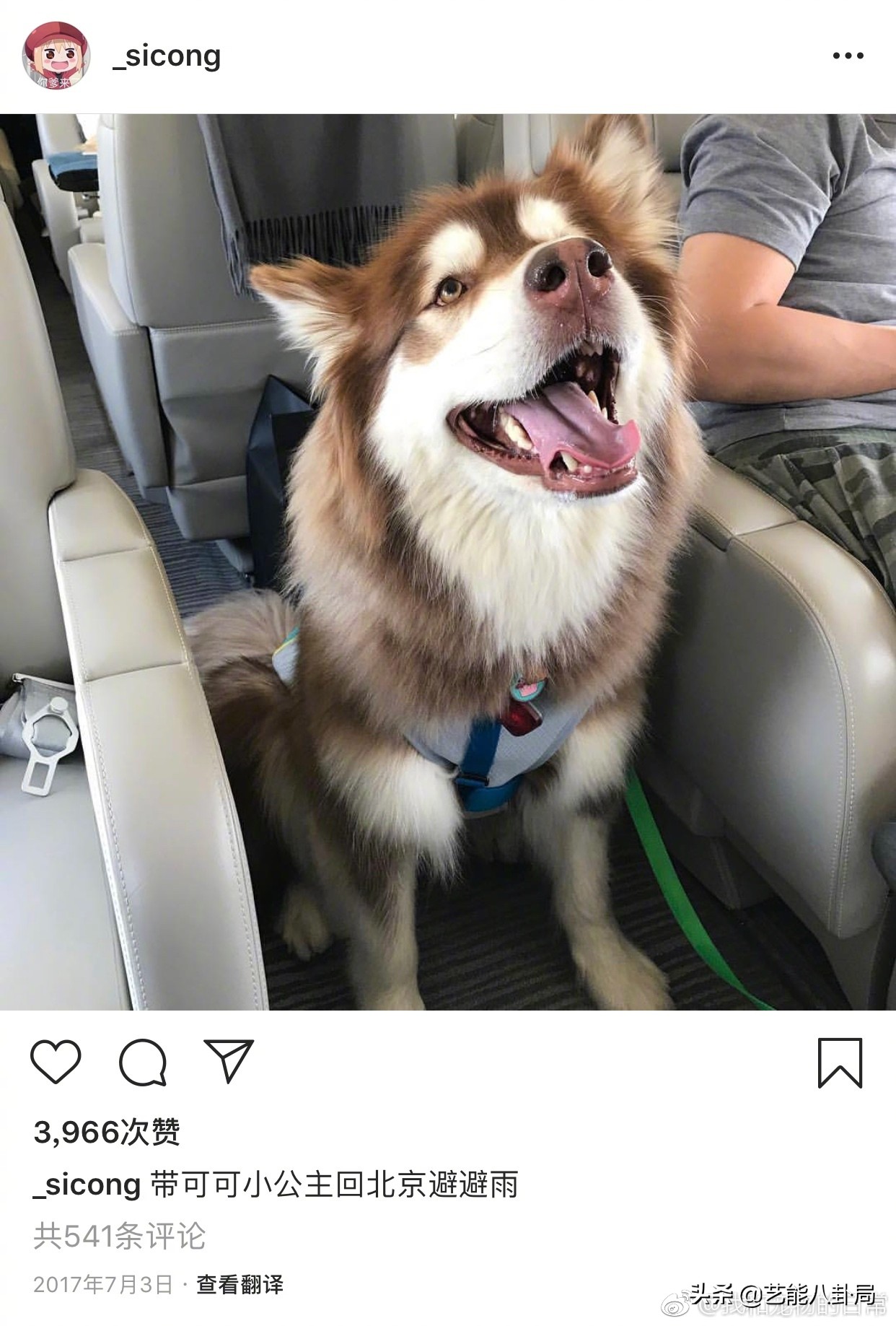 王思聪在哪家买的鸭子,王思聪为什么养鸭