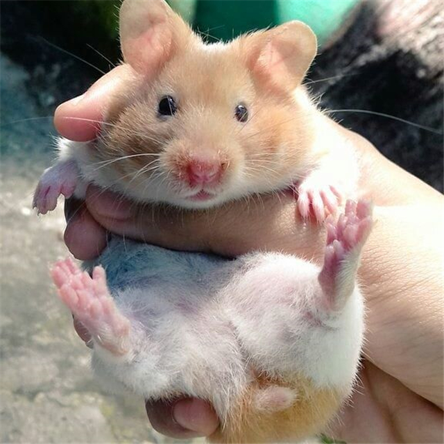 小仓鼠可以只吃胡萝卜不吃鼠粮吗,为什么仓鼠比较喜欢抱着牙签啃