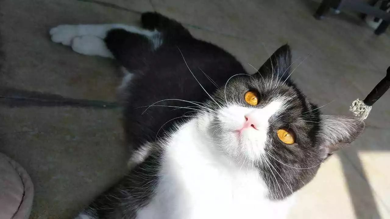 猫咪长猫癣注意事项,猫咪湿疹是缺维生素吗