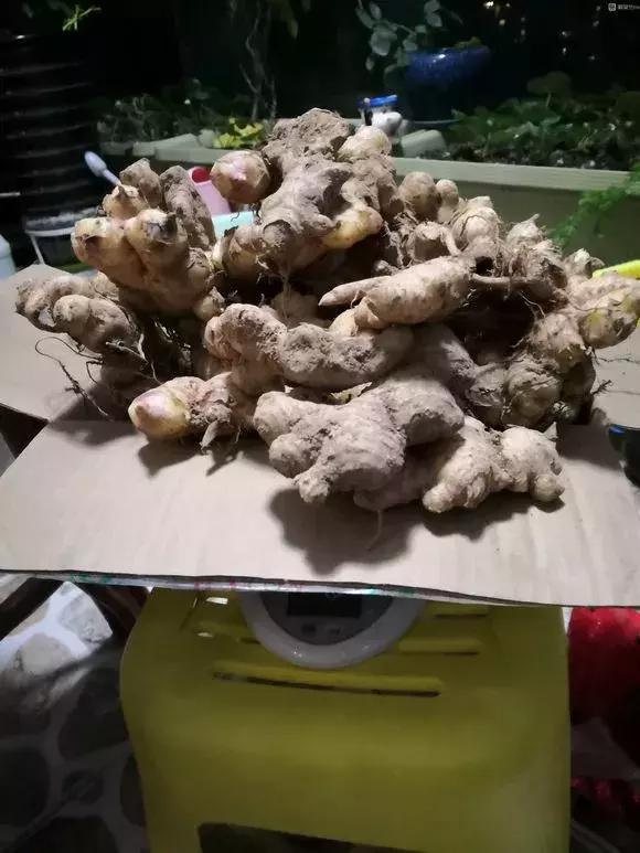 生姜入窖不到一月发芽怎么处理,生姜发芽了放土里面还能结果吗