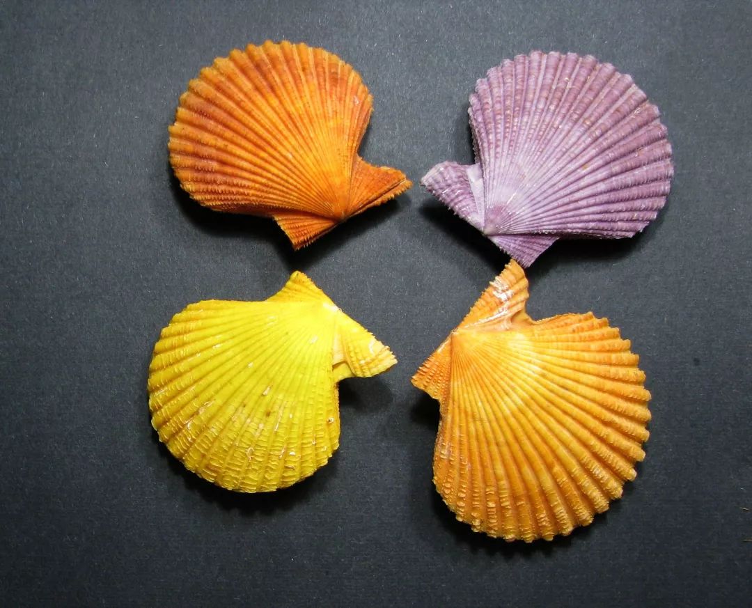 假如扇贝没有跑路,如果扇贝肉没清理干净吃会怎么样