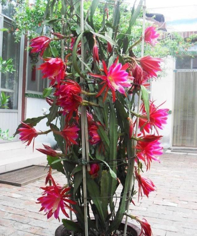 一棵仙人掌开两种颜色的花,一棵仙人掌