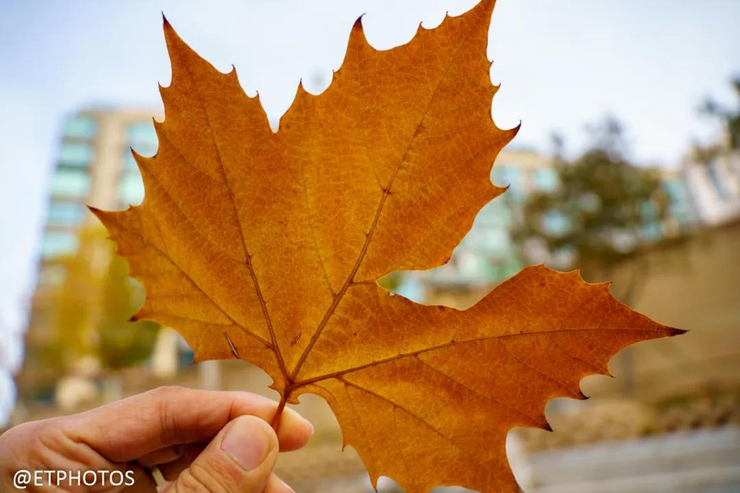 腾龙100-400微单镜头,腾龙150-600镜头配佳能微单