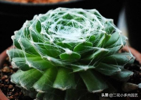 365种·常见花卉图谱，观果和多肉植物收藏篇