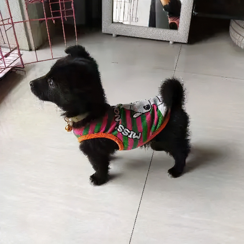 男生猛犬穿女装,男生细狗穿女装