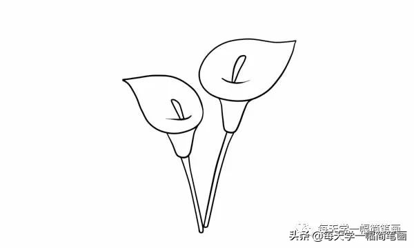 马蹄莲简笔画,马蹄莲的简笔画大全图片