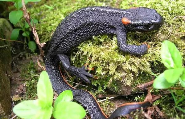 海南代表性动物,海南特有的珍稀动物