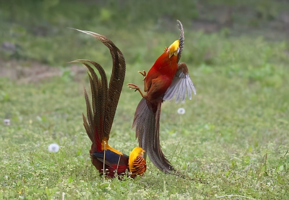 鸟类求偶成本,鸟类有哪些求偶方式呢