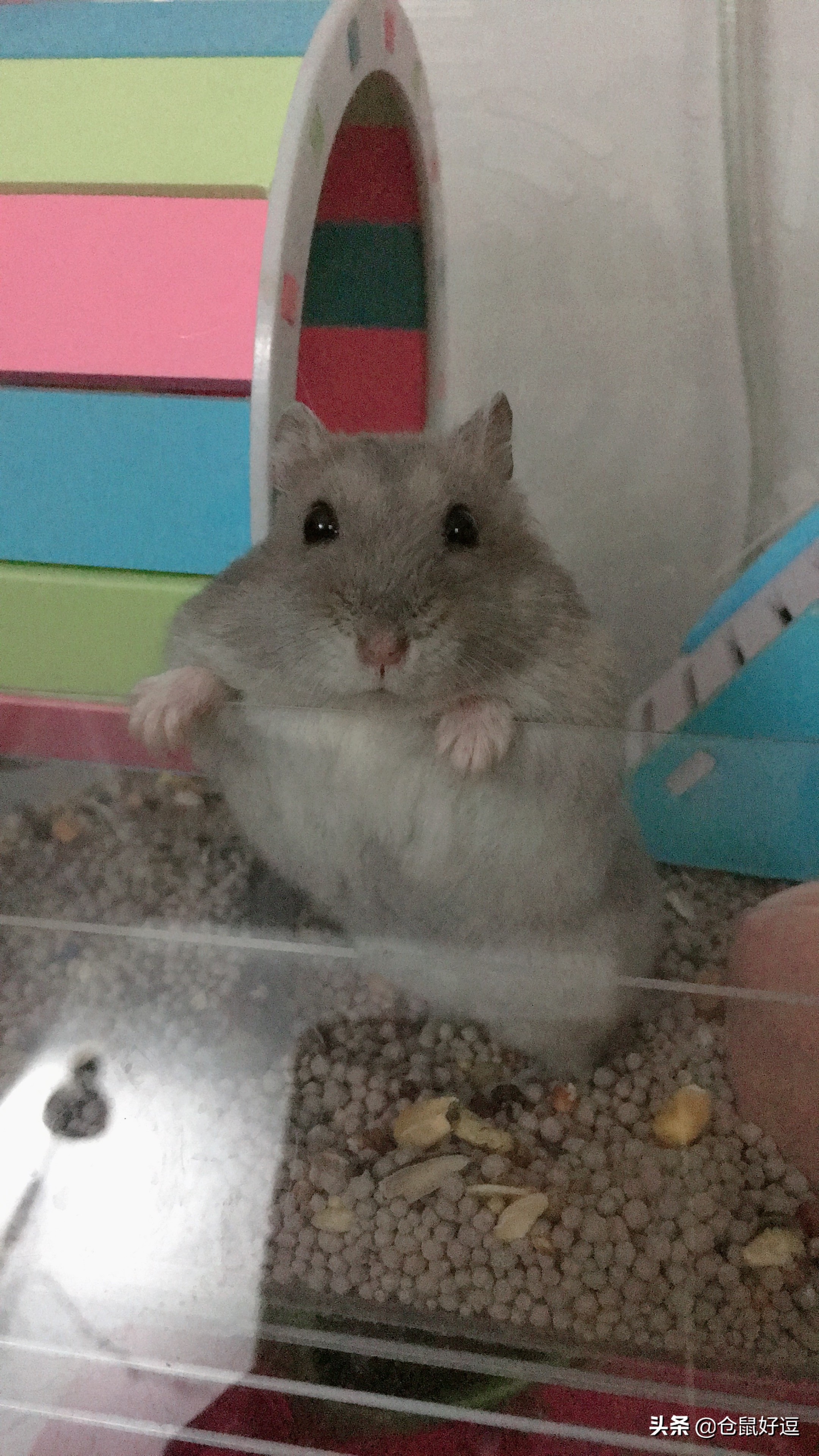 面包虫和瓜子怎么喂仓鼠,小仓鼠可以吃鼠粮吗