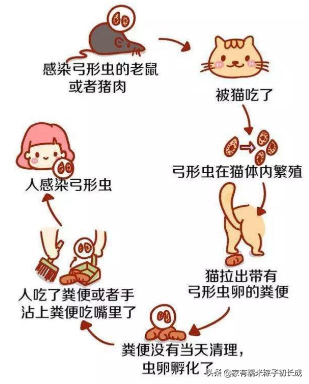 如何对付怀孕母猫,如何化解老婆和家人矛盾