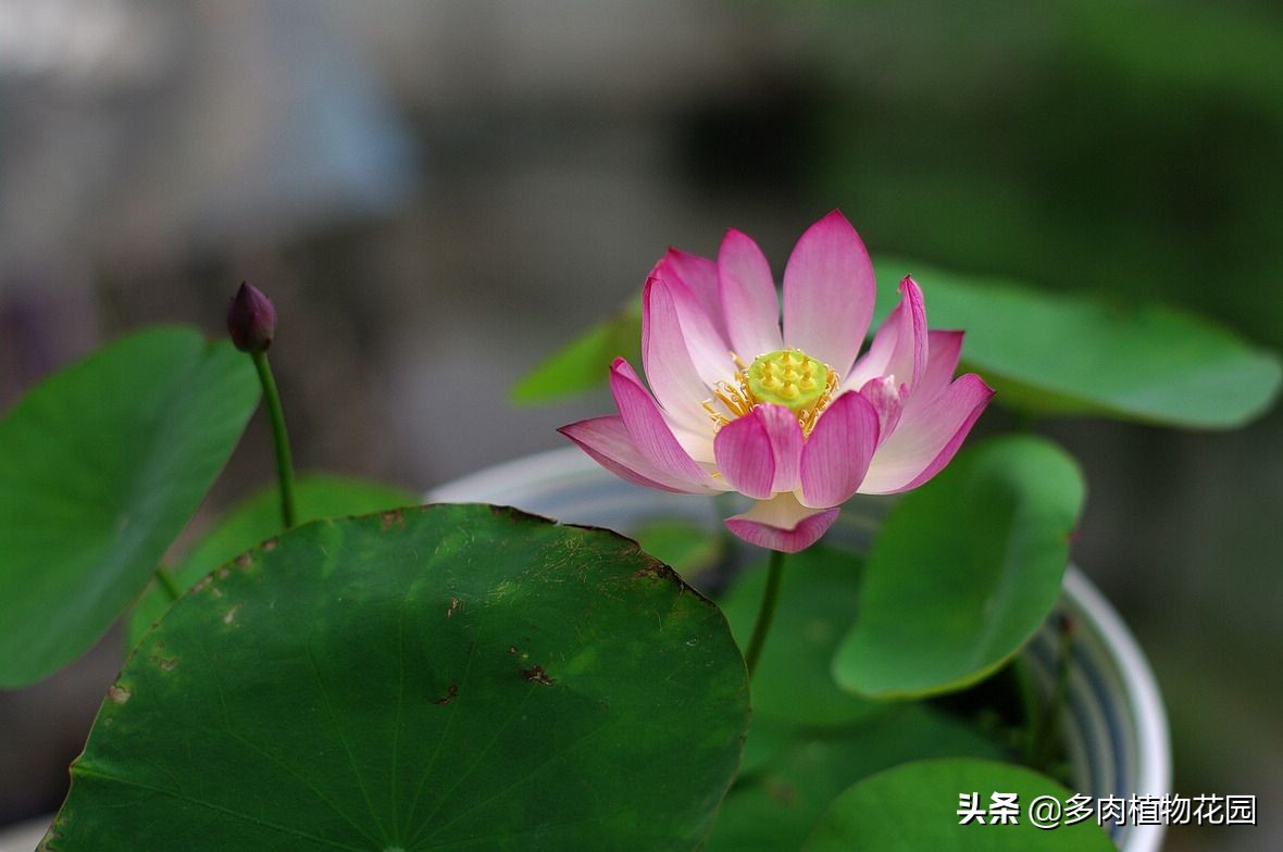 碗莲种下去多久开花,四季播种碗莲水培怎么种能开花