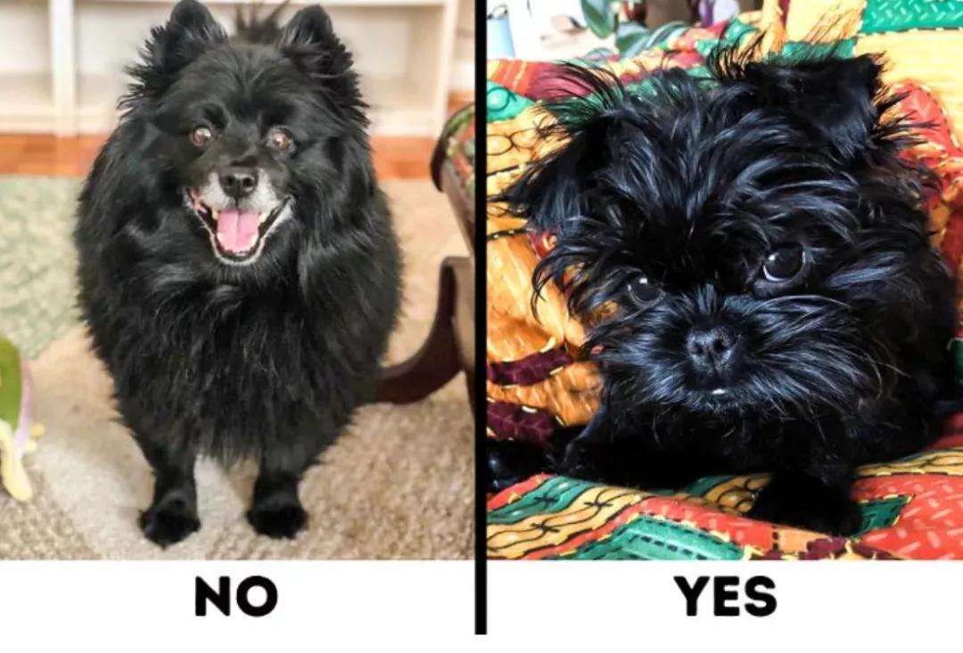 最好养不掉毛的狗狗,适合家养的狗狗推荐不掉毛