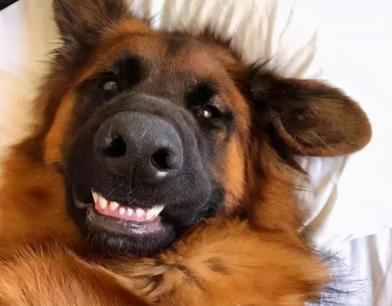 哪些适合家养的狗能保护主人,养哪种宠物狗不容易生病