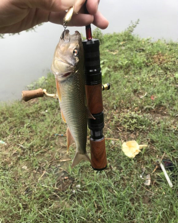 北京周边钓马口鱼的地点,北京溪流常见鱼