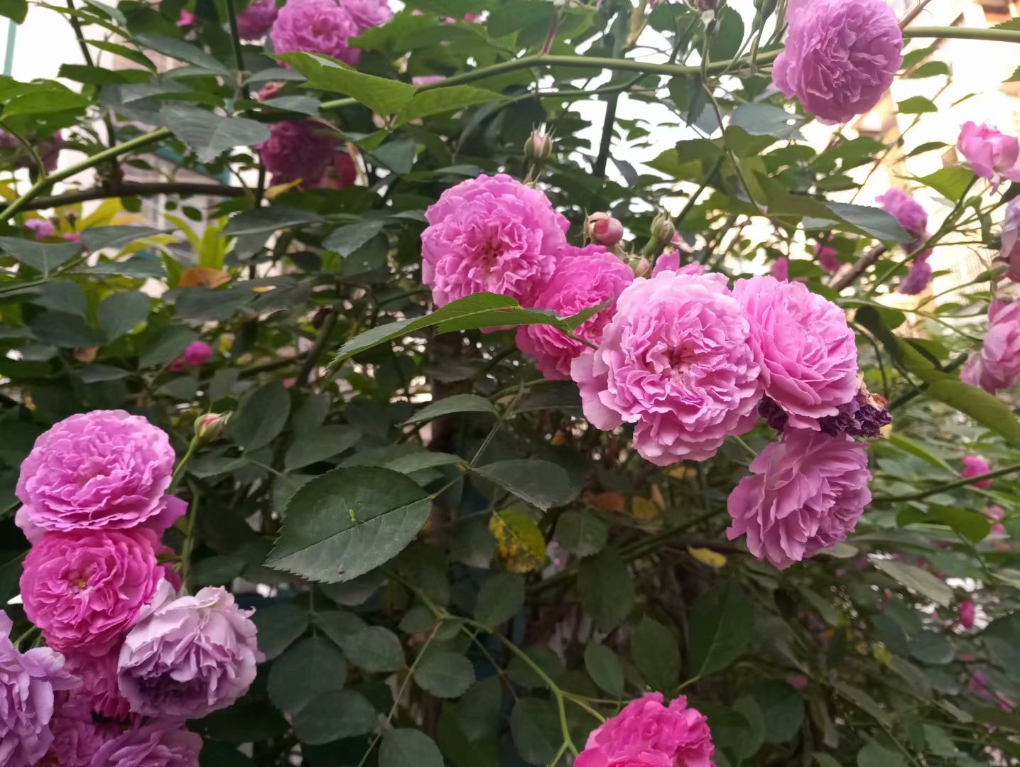 月季有蚜虫怎么处理,月季蚜虫怎么办一招轻松解决