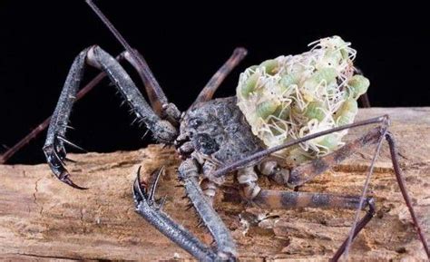 虎毒不食子，小蜘蛛为什么却要吃掉自己的母亲呢？