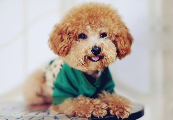 泰迪犬为啥那么讨人厌,泰迪犬为什么会爱咬人